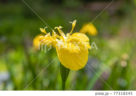 要注意外来生物のキショウブ花 湿地に野生化 の写真素材