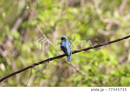 オオルリ 青い鳥 きれい 綺麗の写真素材