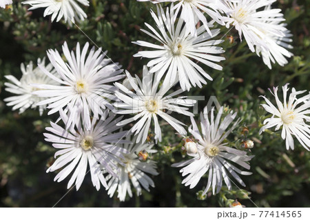 アイスプラント 白い花 の写真素材
