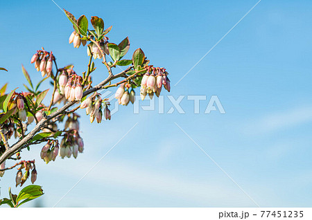 ブルーベリー ツツジ科 釣鐘型花 落葉低木の写真素材