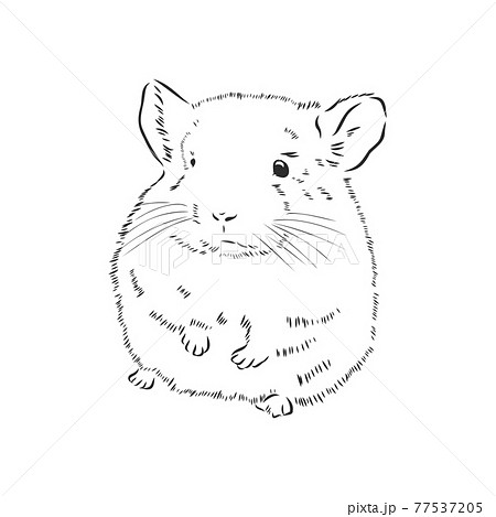 Vector Thin Line Breed Cats Icons Set. Cute Outline Animal Illustrations  Pet Design Stock Vector - Illustration of chinchilla, element: 113570537