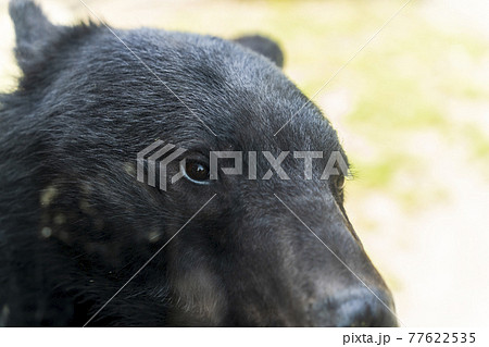 くま 熊 の写真素材集 ピクスタ