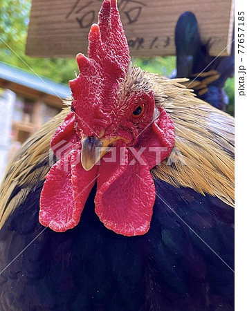 鶏 にわとり ニワトリ 正面の写真素材