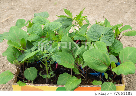 ピーマン苗の写真素材