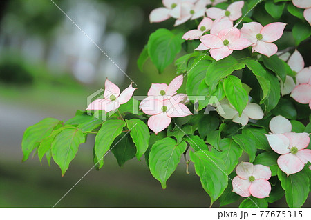 ヤマボウシの写真素材