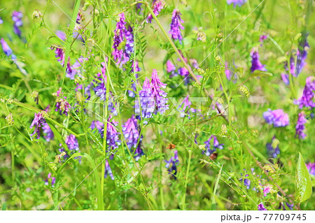 薄紫の花 雑草の写真素材