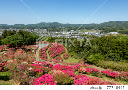 植物双子葉類合弁花類の写真素材