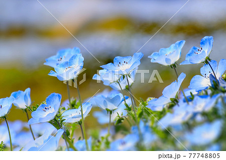 ネモフィラ 花 壁紙 ブルーの写真素材