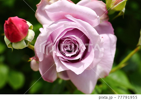 バラ ノヴァーリス ばら 薔薇の写真素材