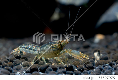 青いザリガニの写真素材