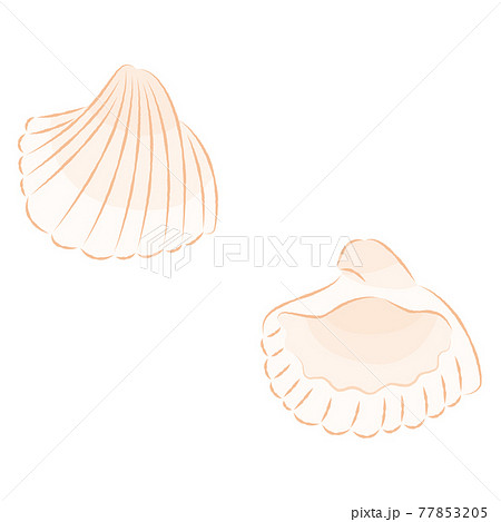 貝殻 貝 二枚貝 イラスト かわいいの写真素材