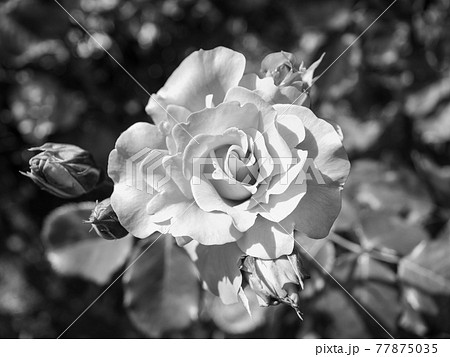 バラ 花 白黒 薔薇の写真素材