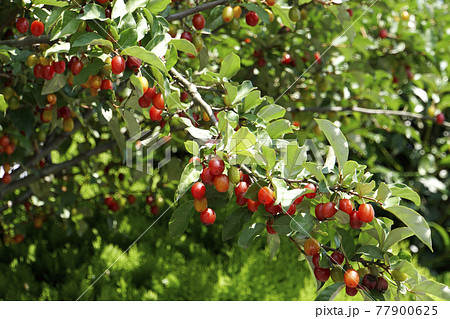 グミ 赤い実 木の実 植物の写真素材