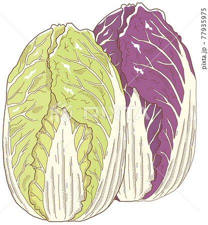 白菜のイラスト素材集 ピクスタ