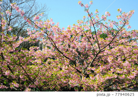 愛知県 知多半島 南知多町 桜名所の写真素材