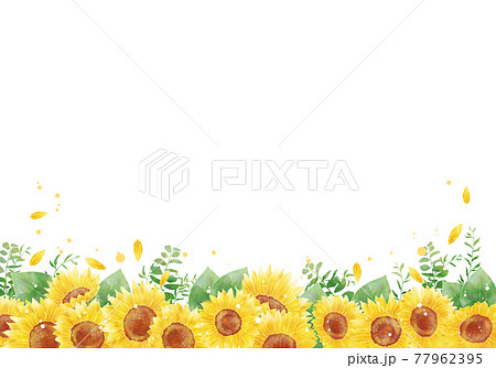 ヒマワリ 花 8月 綺麗のイラスト素材