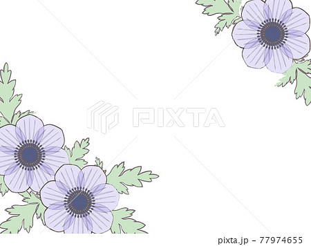 アネモネのイラスト素材