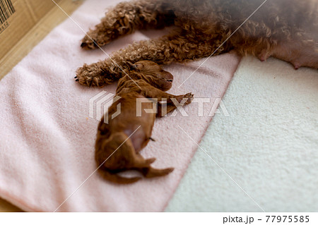 へその緒の写真素材