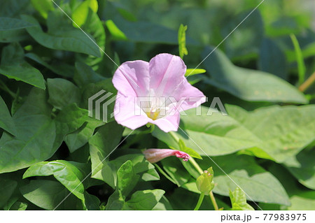 昼顔 花の写真素材