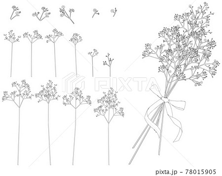 かすみ草 植物 花 カスミソウのイラスト素材