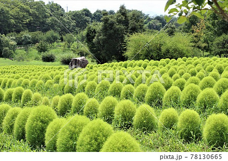 丸い葉 草 緑の葉の写真素材