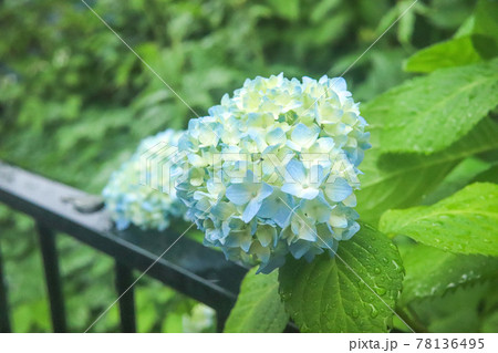 花 壁紙 紫陽花 梅雨の写真素材