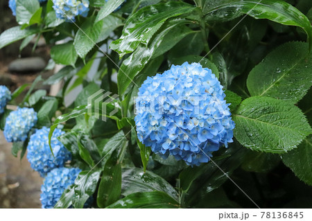 花 壁紙 紫陽花 梅雨の写真素材