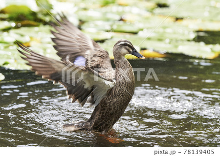 飛び立つ瞬間 鳥の写真素材