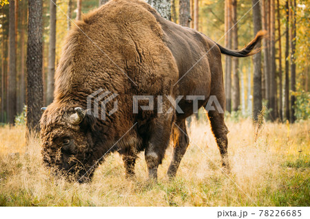バッファロー 食べる 動物 あきの写真素材