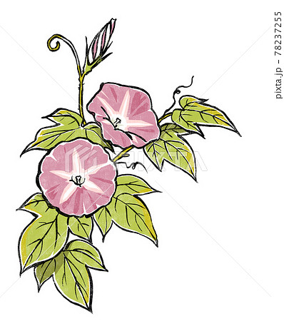 朝顔の観察のイラスト素材