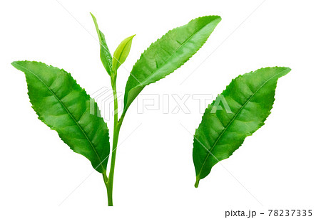 茶葉のイラスト素材