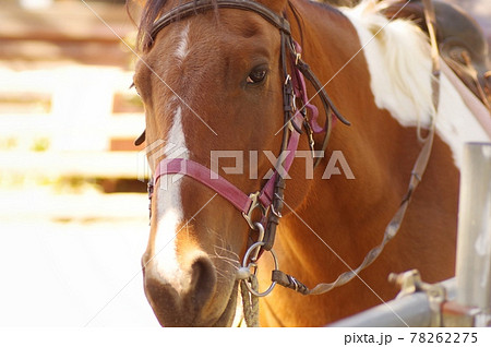 馬面 ポニー 馬 顔の写真素材