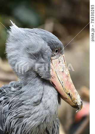 水色 動物の写真素材