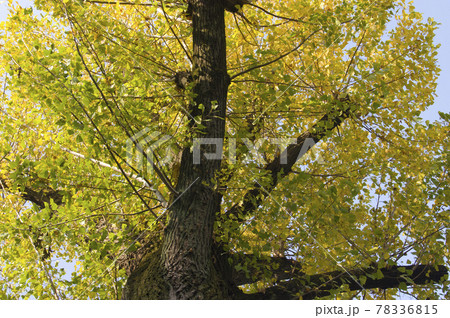 ポプラの木 葉の写真素材