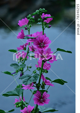 ハイビスカスに似た花の写真素材