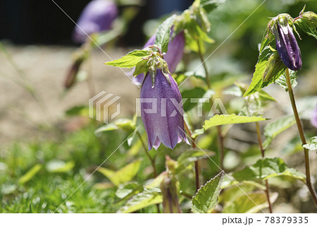 紫の花の写真素材