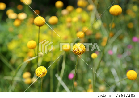 花 黄色い花 丸い花 ゴールドスティックの写真素材