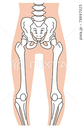 骨盤のイラスト素材