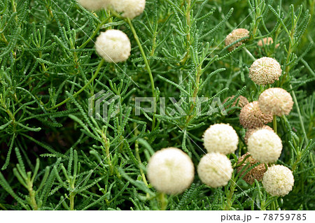 丸い葉 草 山野草の写真素材