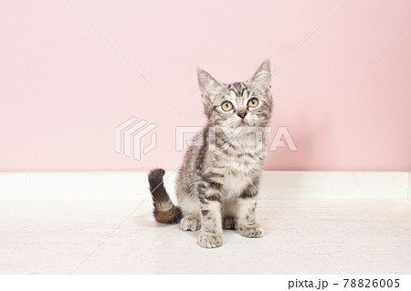 アメリカンショートヘアー 動物 猫 子猫の写真素材 PIXTA