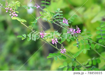 植物 秋 紫 野草の写真素材