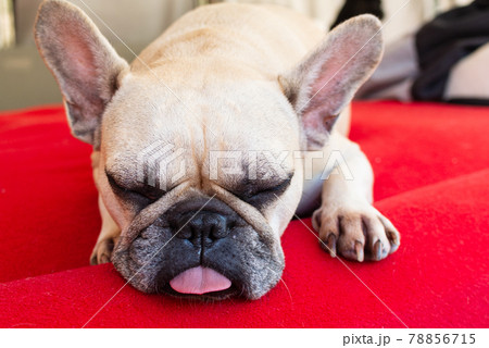 ブサカワ犬の写真素材