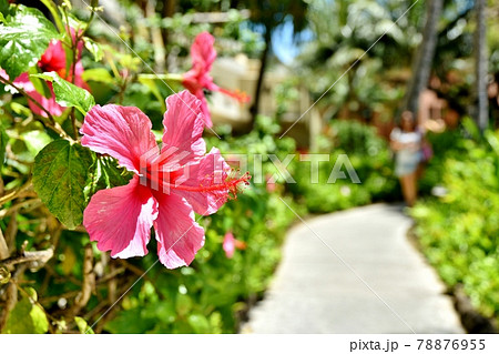 ハワイ 花の写真素材