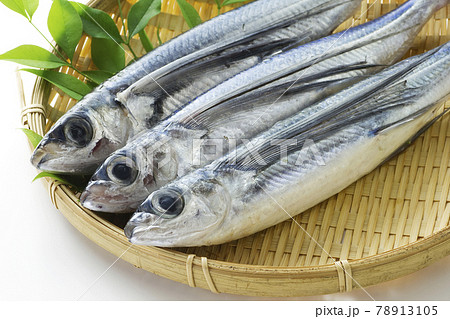 トビウオの写真素材