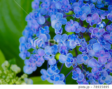 花 紫陽花 面白い 形の写真素材