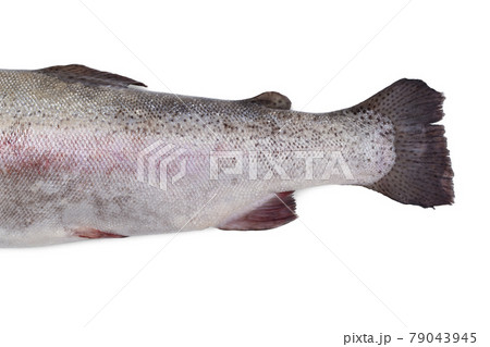 赤い斑点の魚 淡水魚の写真素材