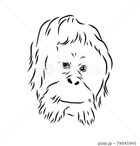 白猿のイラスト素材