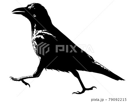 カラス シルエットのイラスト素材