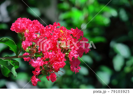 六枚の花弁の写真素材