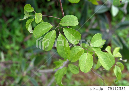 皮剥いたあけびのつる 皮剥いたあけびのツル（蔓） - メルカリ